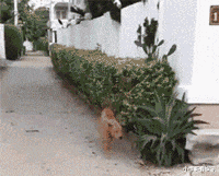 |“都在晒秋天第一杯奶茶，我给她买了瓶阿萨姆，结果就炸毛了...”哈哈哈