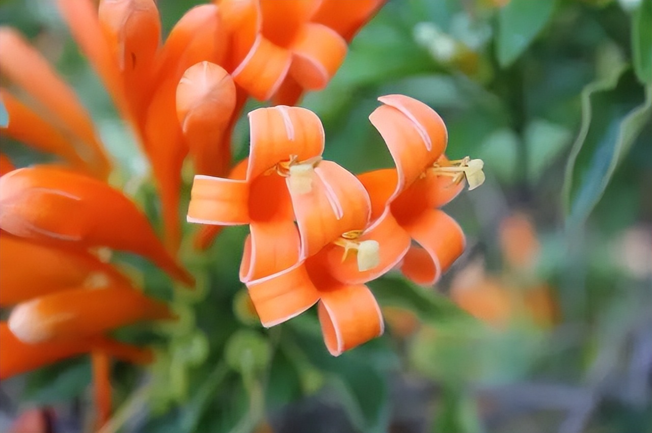 花做篱笆,蝴蝶自来,只需要在院子里种上一株爬藤植物