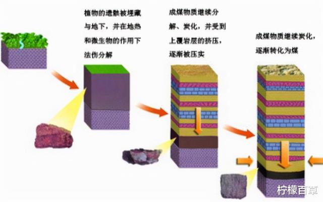 100多米厚的煤层是怎么形成的?远古地球上存在这么多植物吗?