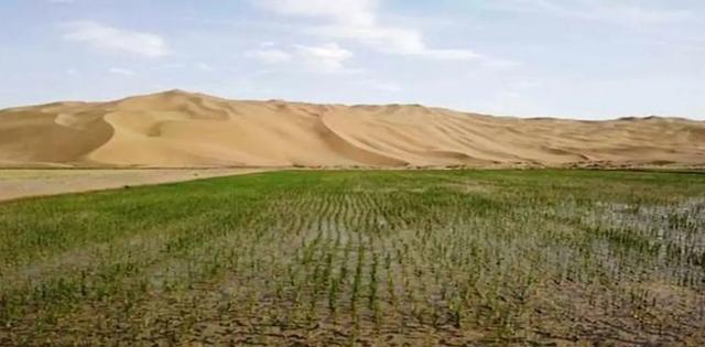 迪拜|迪拜明智的选择，将中国“海水稻”种在沙漠，直接变“粮仓”