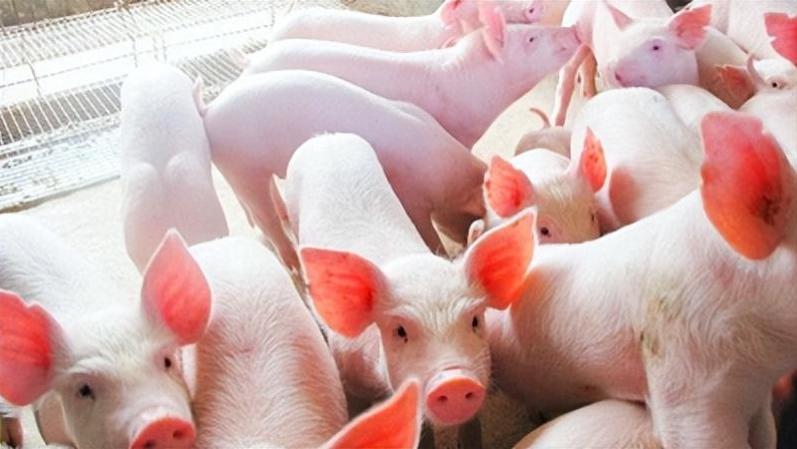 猪饲料产品本身的核心竞争力在哪里？