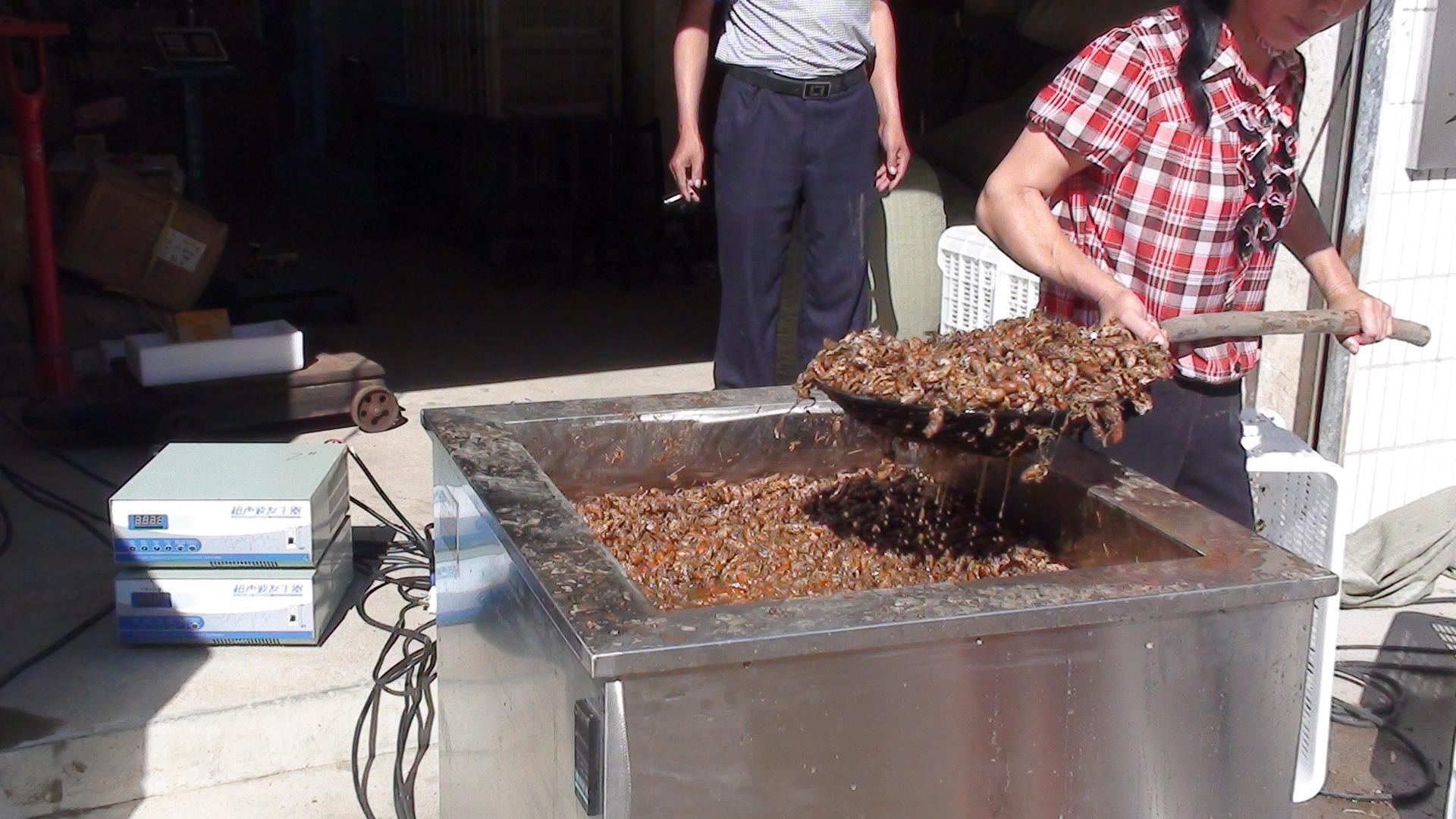 河南突发罕见“蝉灾”，村民却“变废为宝”，靠捕蝉日入上千元？