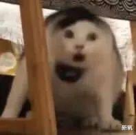 苹果|好看皮囊千千万,看看哪个最有趣?