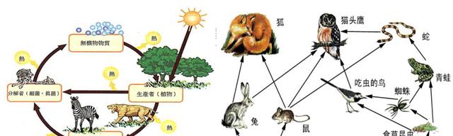 人类消失1万年后,地球究竟会变成什么样子?