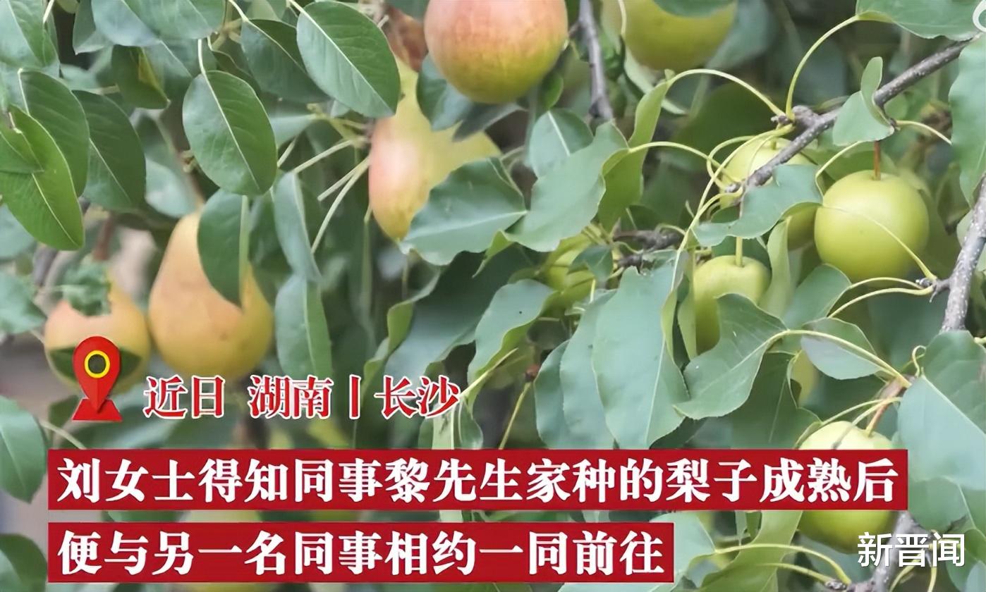 女子去同事家摘梨被砸伤,张口索赔13万元,最后结果很提气!