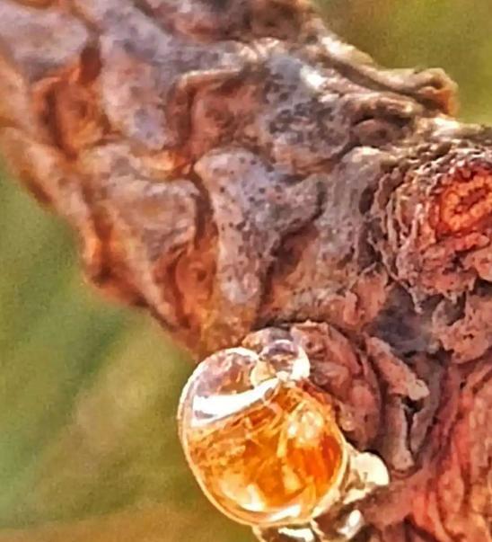 4100万年前的琥珀定格尴尬瞬间,将长腿苍蝇“欲行不轨”展露无遗