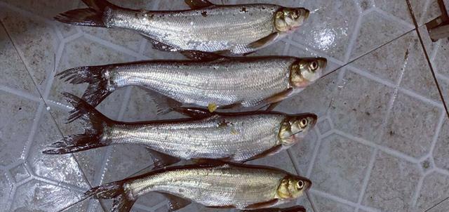 水库|湖北一水库翘嘴鱼泛滥，甚至到了饥不择食，一天轻松钓获几十条