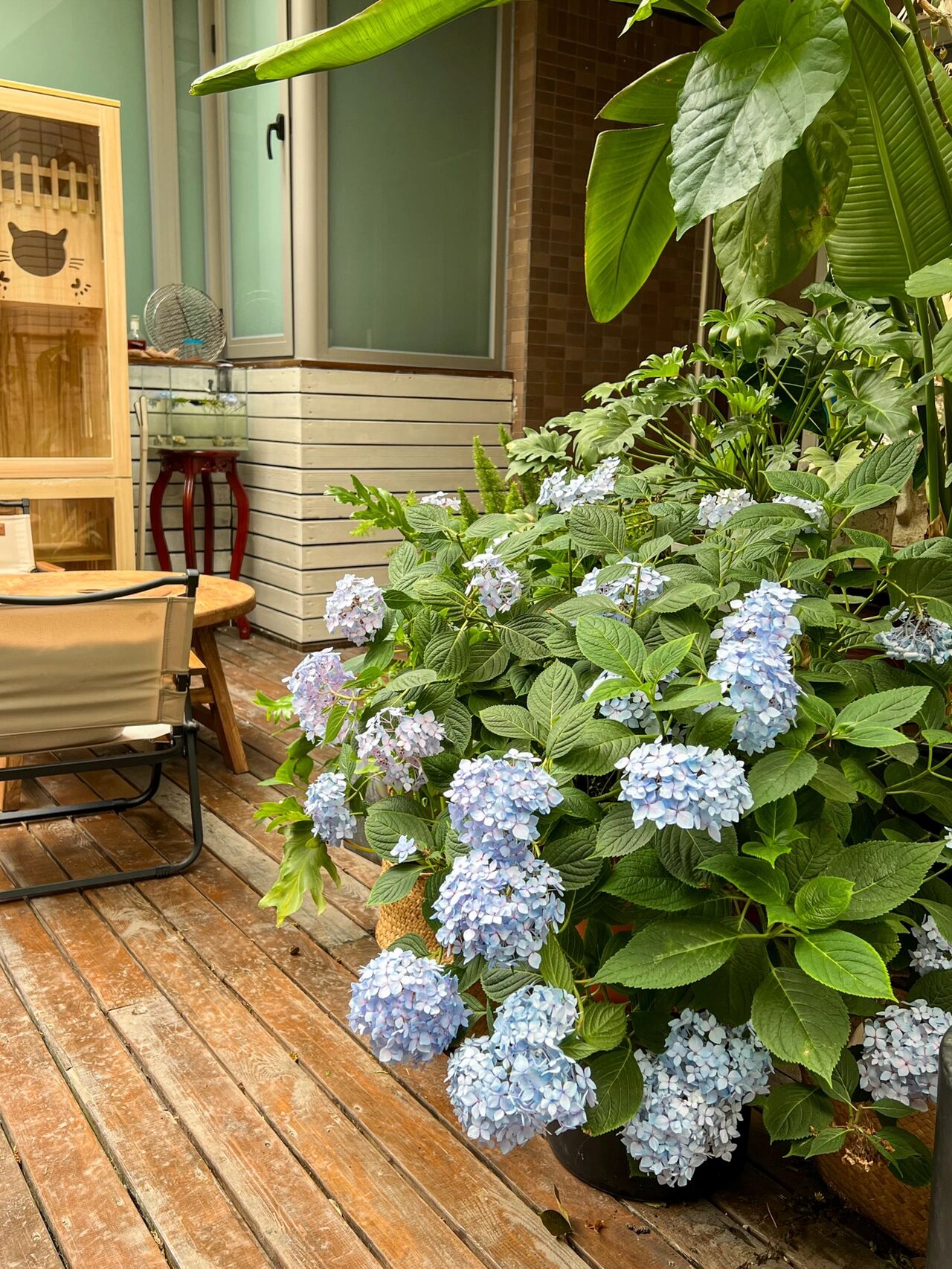 不顾父母反对,还是买了一楼带院的房子,种满植物花草就是花园