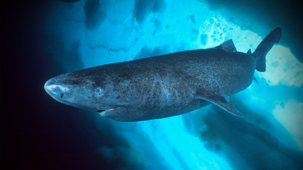 活了500年的鲨鱼，科学家揭示其长寿机制，可否适用于人类？