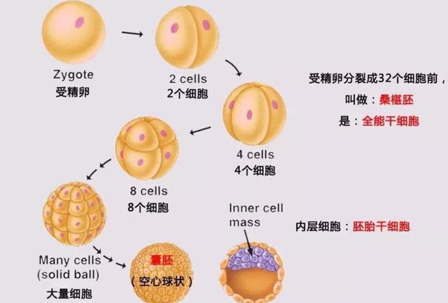 世间最变态的生物是什么?是蝴蝶!最残忍的生物还是蝴蝶