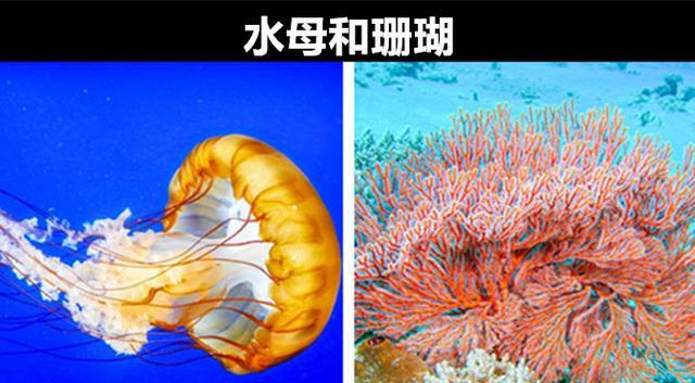 你可能并不知道的世界上8对拥有共同祖先的生物
