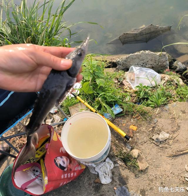 |生态见好！“长江鲟”现身湖南资江，被垂钓者钓获后放生