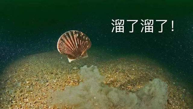 獐子岛2分钟涨停!网友:炒作,我只服扇贝精