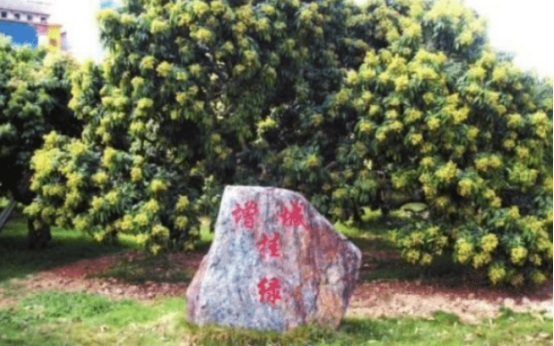 一颗荔枝卖55.5万!天价的挂绿母树荔枝,网友:堪比黄金吗?