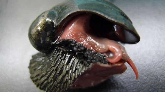 大自然惊悚可怕的一面，看了有心理阴影！