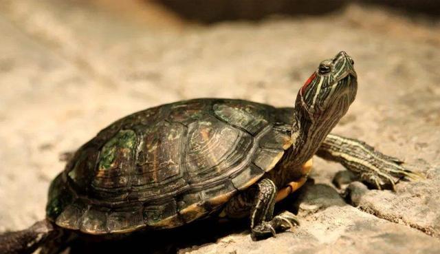 黄河危机：外来鱼肆虐，与土著鱼“杂交”，乱成了浆糊