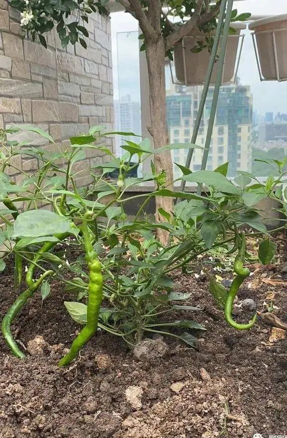 杨钰莹|杨钰莹现身乡镇商演,穿“蝴蝶裙”卖力表演,微胖身材很迷人