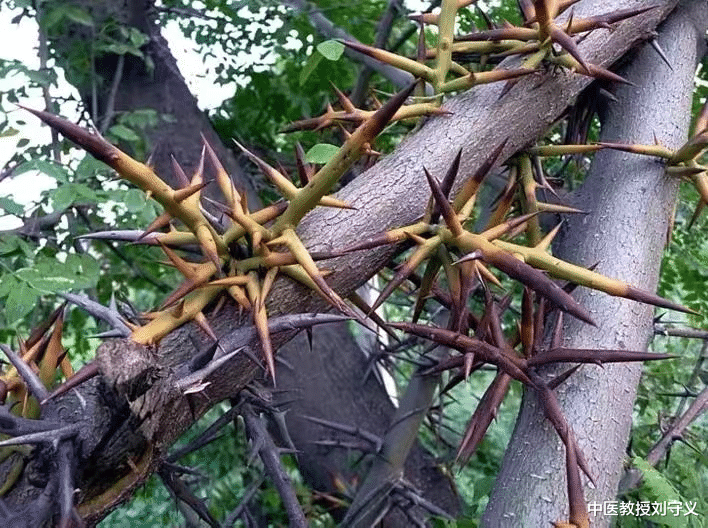中老年人|分享抗癌良药——皂角刺,消肿排脓、祛风杀虫,多用于痰瘀互结证