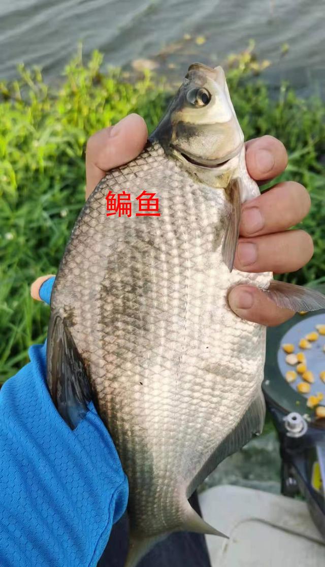 |分享私藏多年的野钓圣地:山好、水好、环境更好!