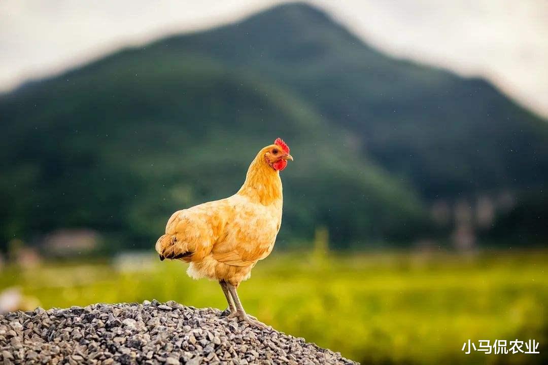 大叔用铁笼木板给鸡制作跑步机,每天早晚跑步1小时,100万步才卖