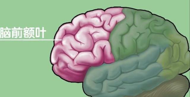 男人为什么“好色”?科学证明,原来男人拥有两颗“大脑”