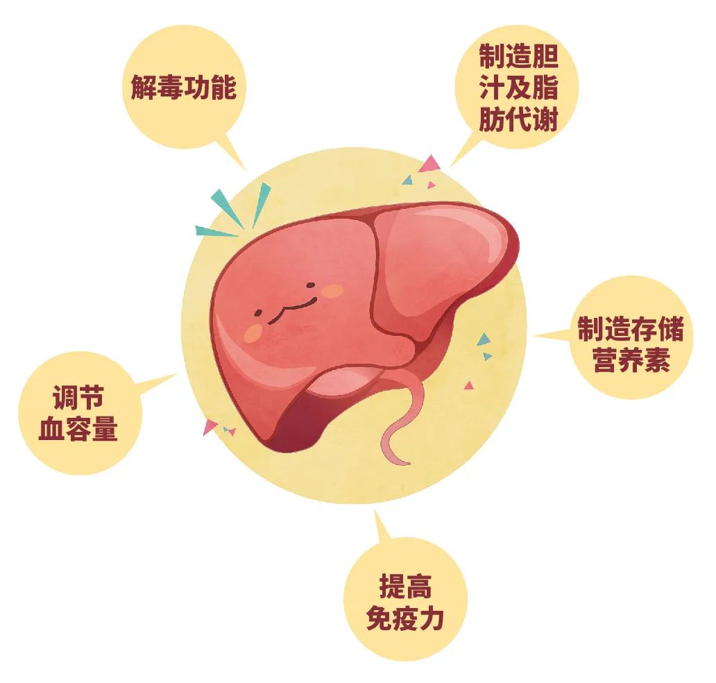 肾脏病|肝不好，可能会出现“1细、2红、3多”？自查下看你占几个