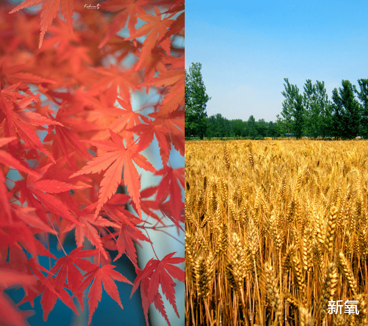 金高银|金高银新剧《小小姐们》:秋季型美人VS晚秋型,你更倾向哪一类?