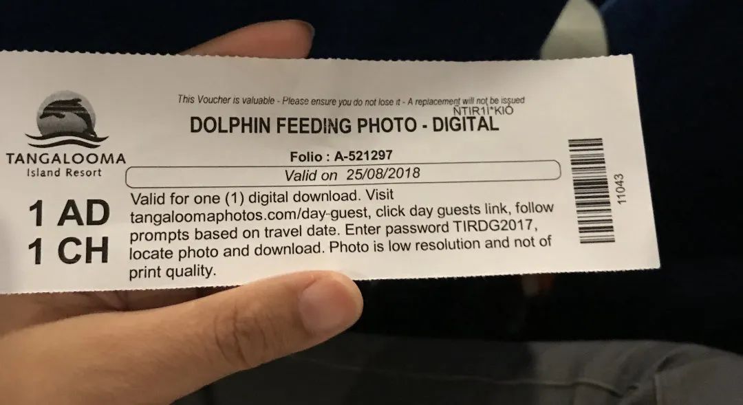 海豚|今天,遥望远方……