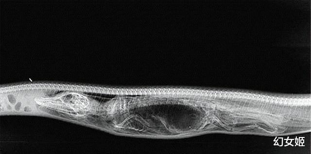 26斤!2.4米巨蟒闯进农户家生吞山羊,徒手敢抓 放生或许不科学?