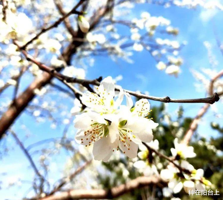 盆景|黄檀“贪睡”不知春，苏醒会姗姗来迟，暮年却匆匆早至！