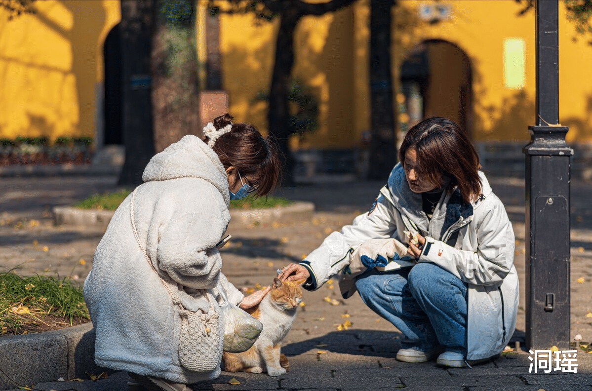 云南|苏州“良心”寺庙，主动退出4A景区后，成为撸猫者的天堂
