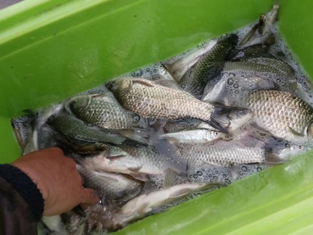 倒伏|冬季也可以钓浅，必须符合条件，大鲫鱼很多