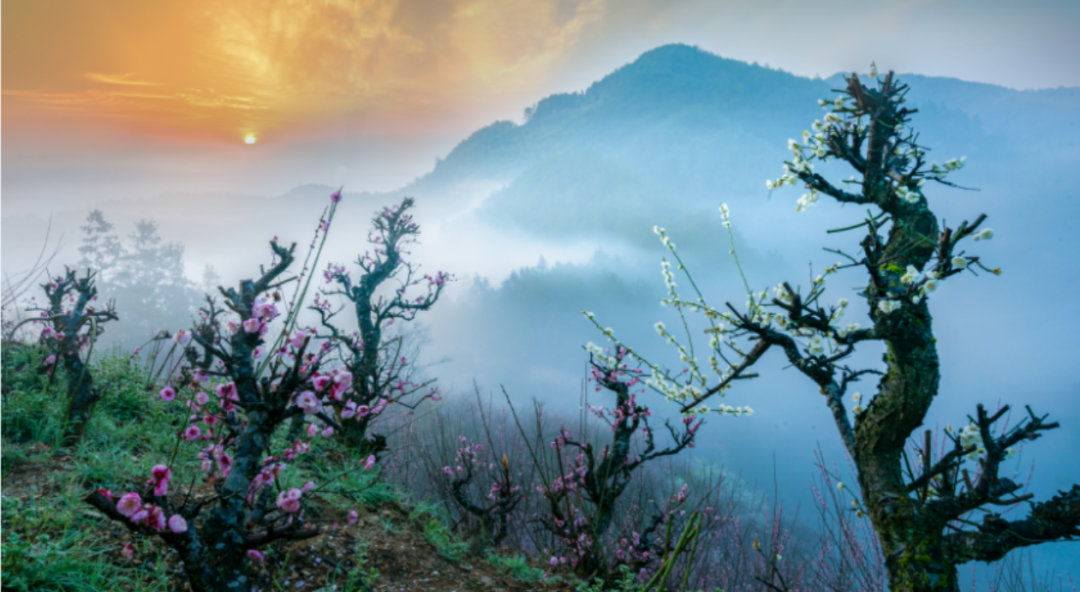 盆景|全省仅两个! 歙县卖花渔村入选《2022世界旅游联盟—旅游助力乡村振兴案例》