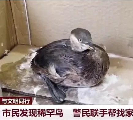 山东青岛,一男子在小区里发现一只“小野鸭”,出于好奇便带回了家