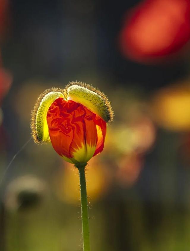 姹紫嫣红的春天，学习六个摄影技巧，拍摄别样风情的花朵照片