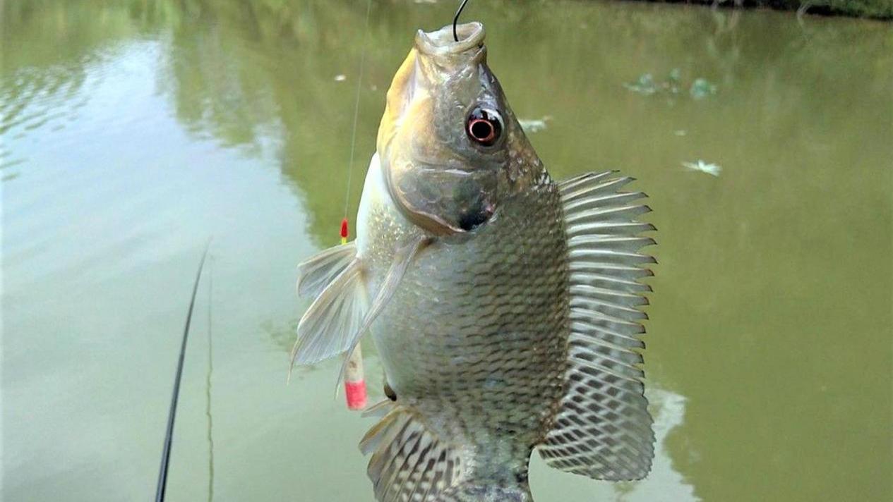 罗非鱼|黑坑罗非鱼怎么钓？做好钓前两准备，掌握垂钓五步骤