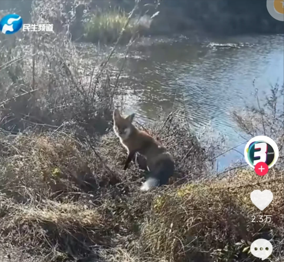 狐狸|重庆一男子外出钓鱼时,机缘巧合下结识了一只小狐狸