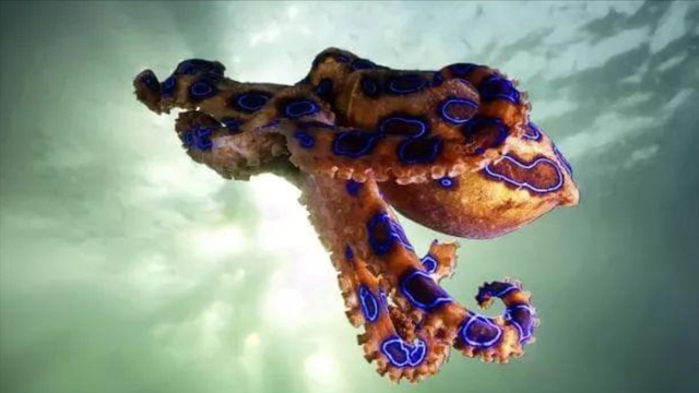 吊打巨齿鲨的海怪真的存在么?细数深海中8个最可怕的海洋生物