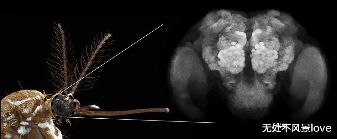 博士用自己的血一天喂3000只蚊子,终一作发Nature揭示“蚊子怎么只咬你”