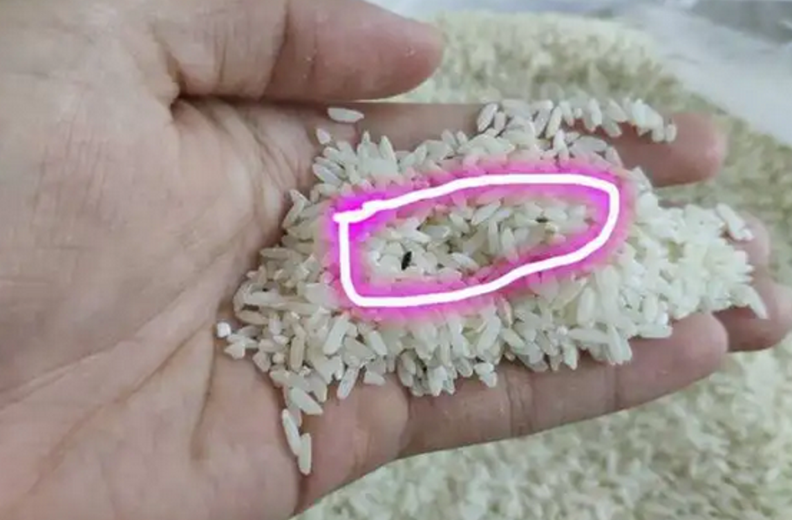 米饭里为何凭空出现虫子?几乎每碗饭中都有虫卵,高温也不能消灭
