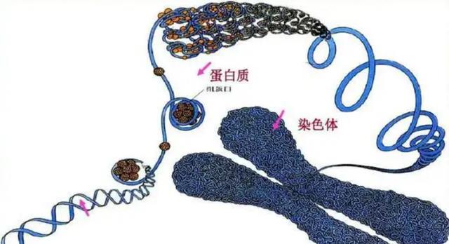 野生动物也会出现杂交,其后代有多惨?我们能禁止动物杂交吗?