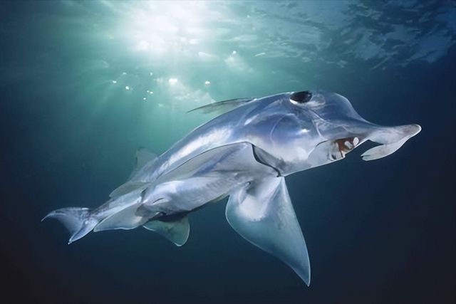 长相奇特的“鬼鲨”，有着大象一样的鼻子。创下进化最慢的记录