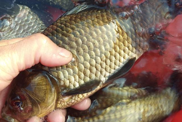 灵敏度|冬钓鲫鱼选长子线还是短子线?这些特性了解后,孰优孰劣一目了然