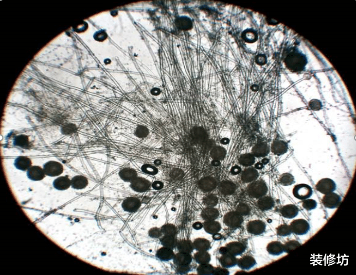 卫生间|一下雨,家里到处发霉,别用酒精喷,教你一招,霉斑自动消失!
