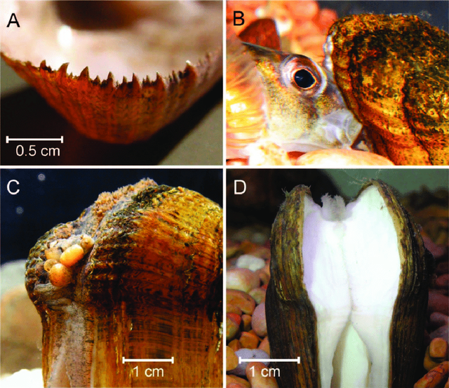 美丽|没想到，不会动的河蚌，原来是个会钓鱼的大骗子