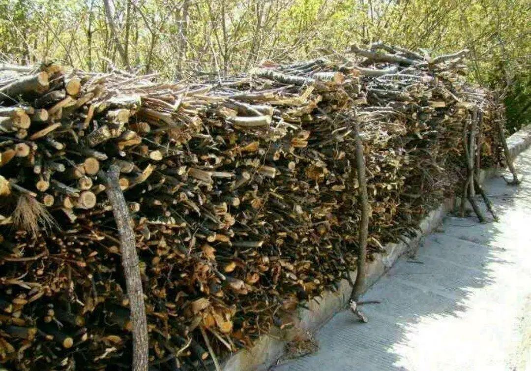 茯苓|元气存亡论