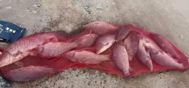 |野钓时，为什么小白经常钓到大鱼，而老钓友连遇到遇不到呢？