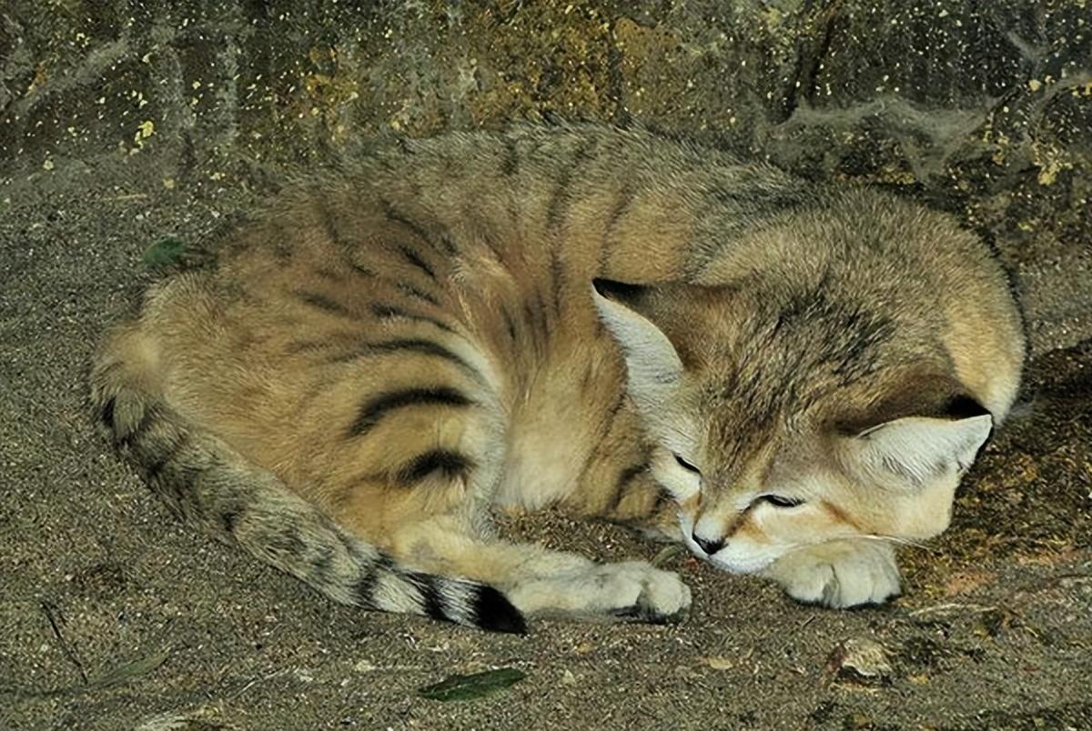 生活在沙漠中的捕蛇高手沙猫,是怎么做到一辈子不喝水的?