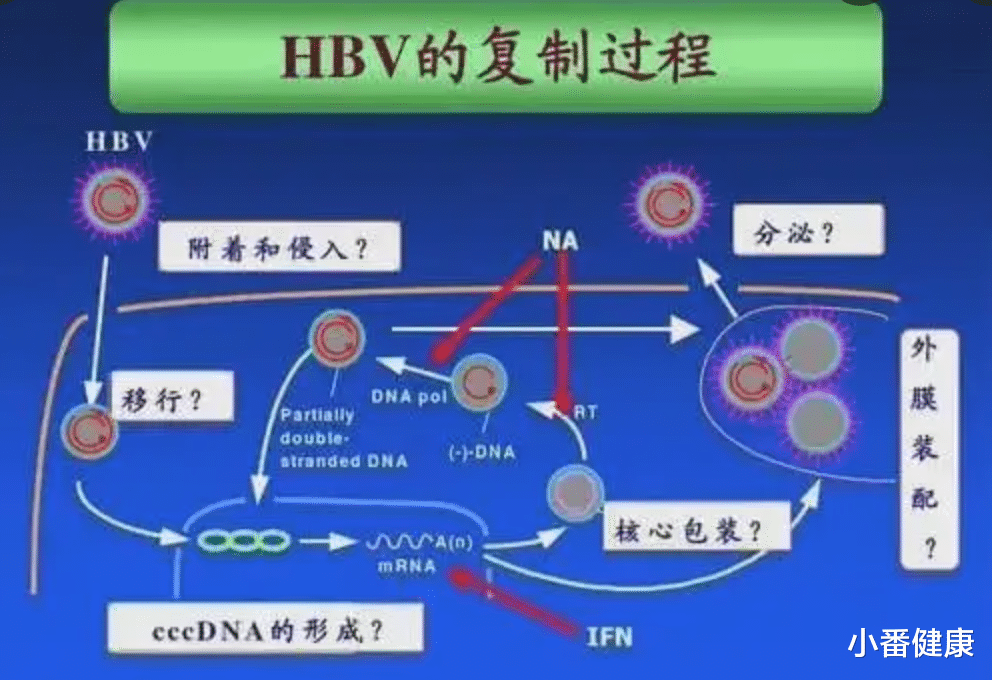 红糖水|乙肝欧肝会更新过半,简评cccDNA,基因组编辑尚处发现或临床前