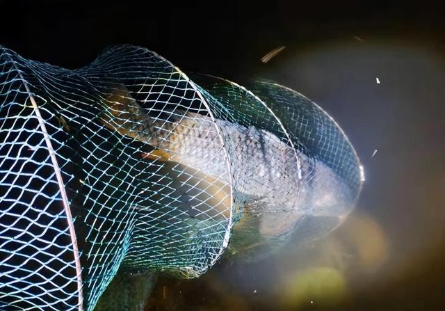 银环蛇|惠州男子夜钓时竟被银环蛇包围，网友：生死一线间